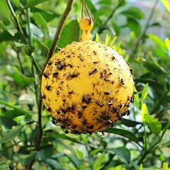 7pcs Large Fruit Fly Ball Trap Sticky Insect Ball Citrus Needle Bee Yellow Green