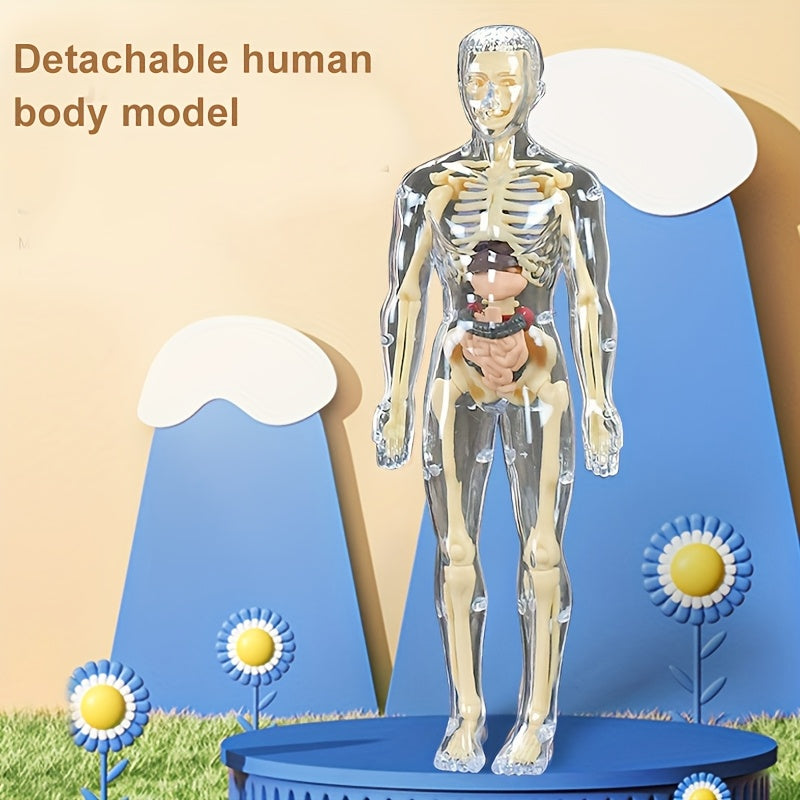 Transparent Plastic Medical Skeleton Model Kit with Removable Organs
