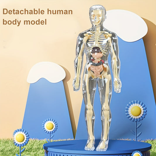 Transparent Plastic Medical Skeleton Model Kit with Removable Organs