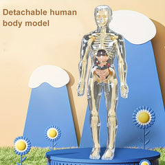 Transparent Plastic Medical Skeleton Model Kit with Removable Organs