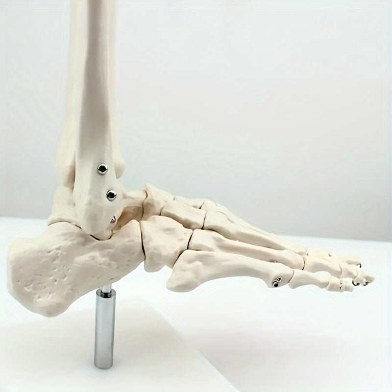 Anatomical Foot And Ankle Model With Shank Bone