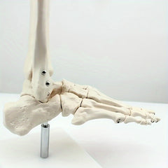 Anatomical Foot And Ankle Model With Shank Bone