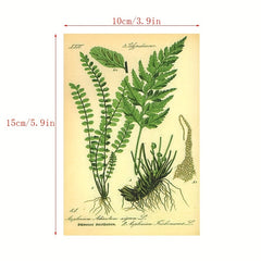 Vintage Collection Postcard Set Retro Style Nature & Ephemera Postcards