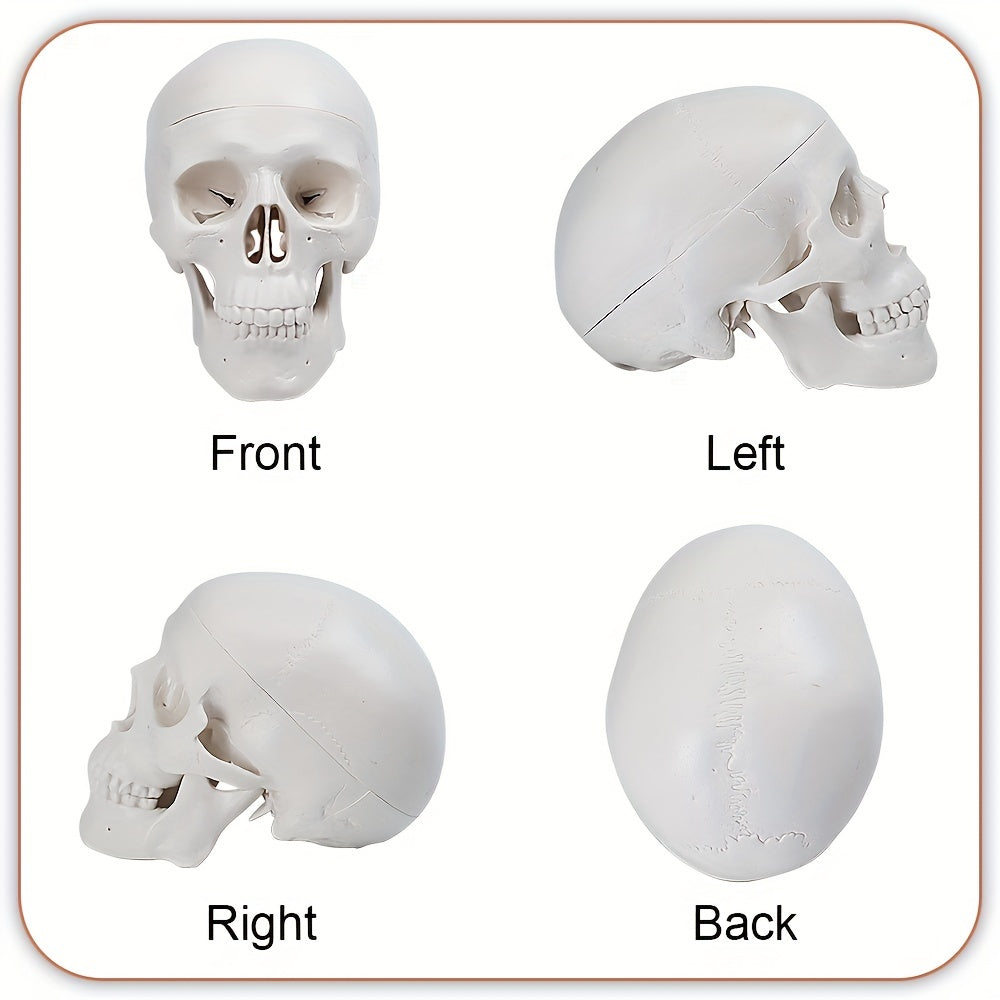 Anatomical Mini Skull Model with Removable Cap - Teaching Tool