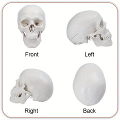 Anatomical Mini Skull Model with Removable Cap - Teaching Tool