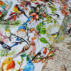50 Watercolor Bird Doodle Stickers for Water Bottles Cars Computers Bicycles