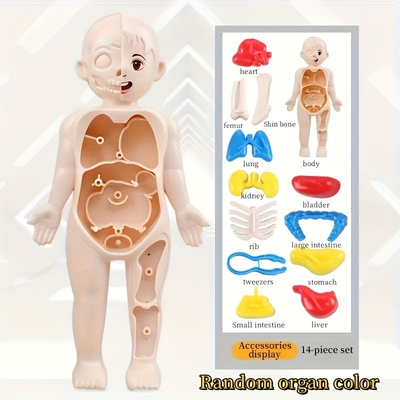 Transparent Human Anatomy Torso Model with Pull Out Organs & Tool Set
