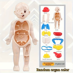 Transparent Human Anatomy Torso Model with Pull Out Organs & Tool Set