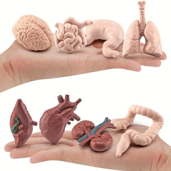 8pcs Human Organ Models Anatomical Figures Brain Heart Lung Liver Stomach Intest