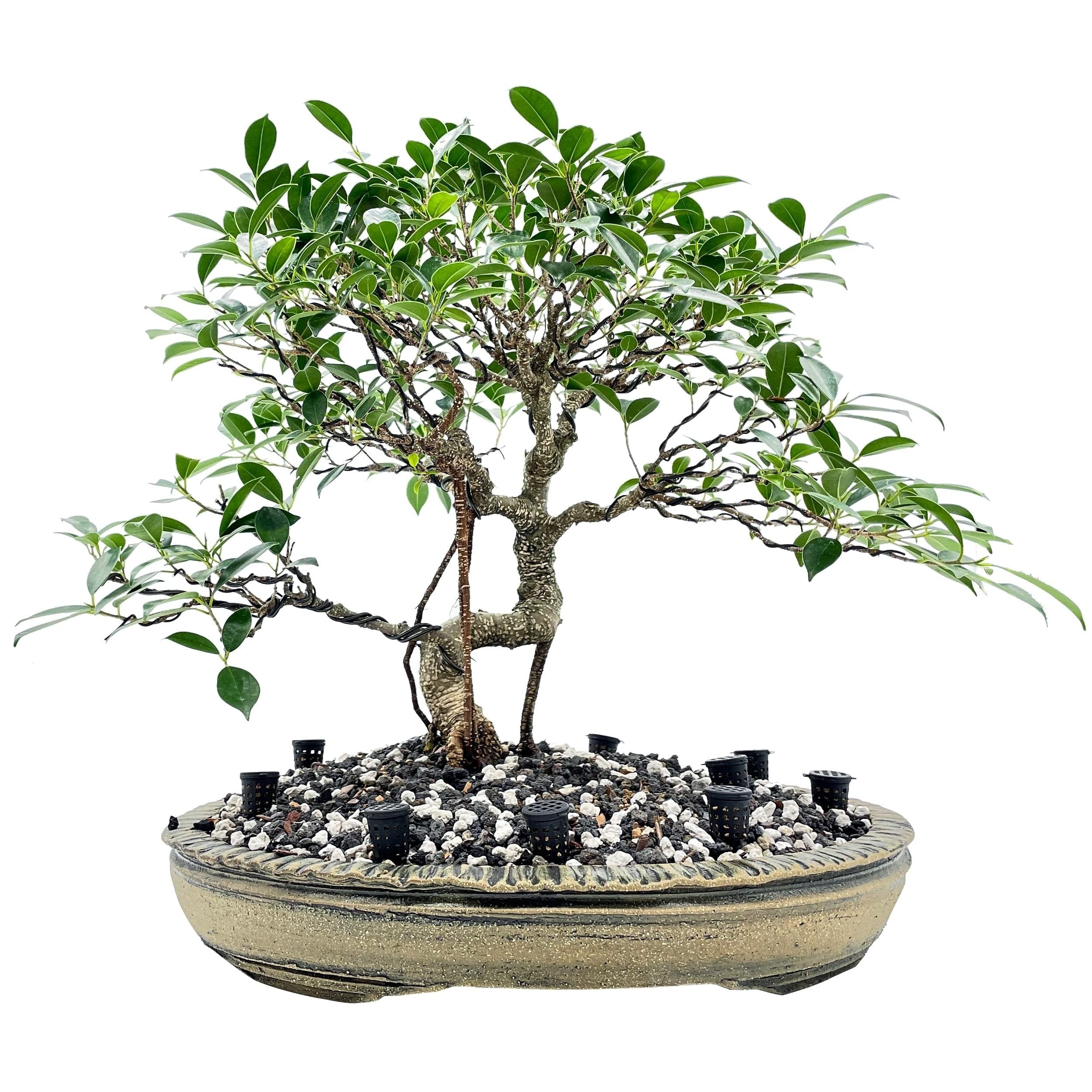 10pcs Bonsai Fertilizer Basket for Any Fertilizer