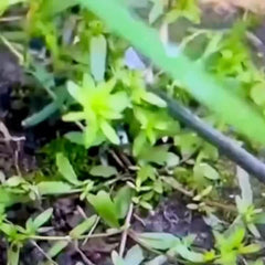 4 Teeth Manganese Steel Weeding Tool Dual Purpose Hand Remover