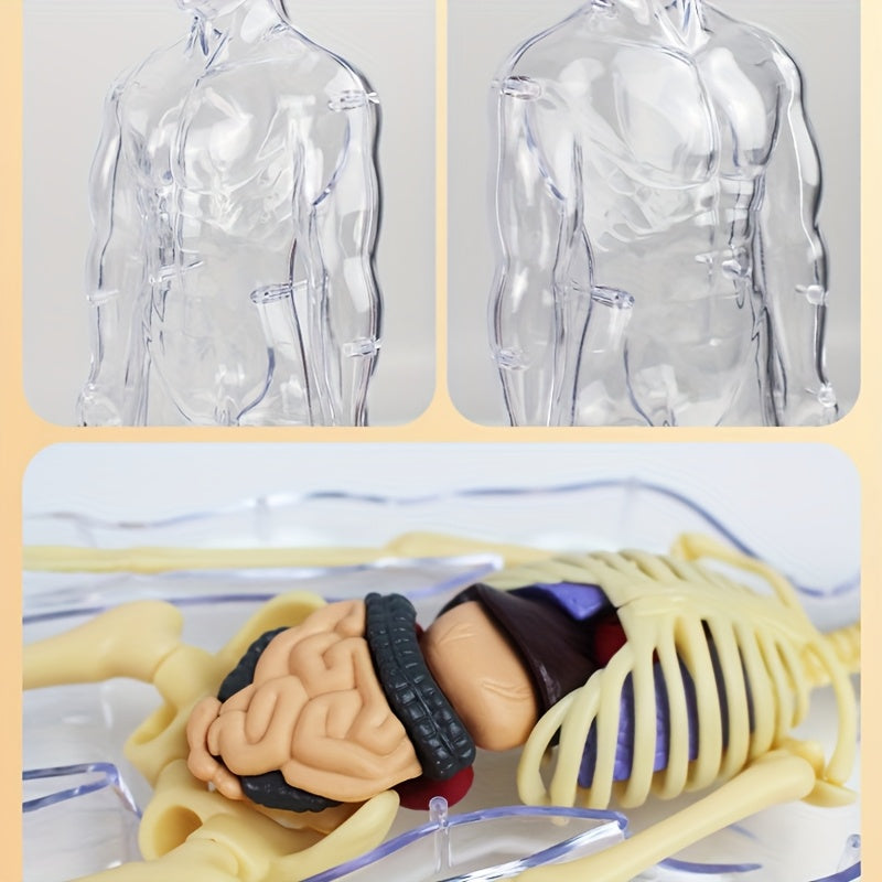 Transparent Plastic Medical Skeleton Model Kit with Removable Organs