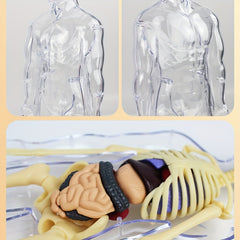 Transparent Plastic Medical Skeleton Model Kit with Removable Organs