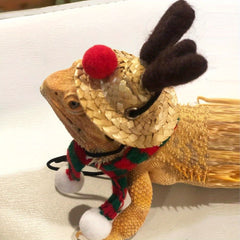 Festive Bearded Dragon Santa Hat with Scarf Christmas Costume