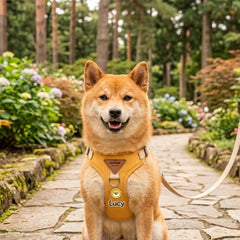 img_5203751