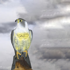 Simulated Garden Bait for Bird Repellent in Rural Areas