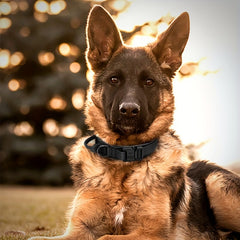 Heavy Duty Tactical Dog Collar with Handle for Training
