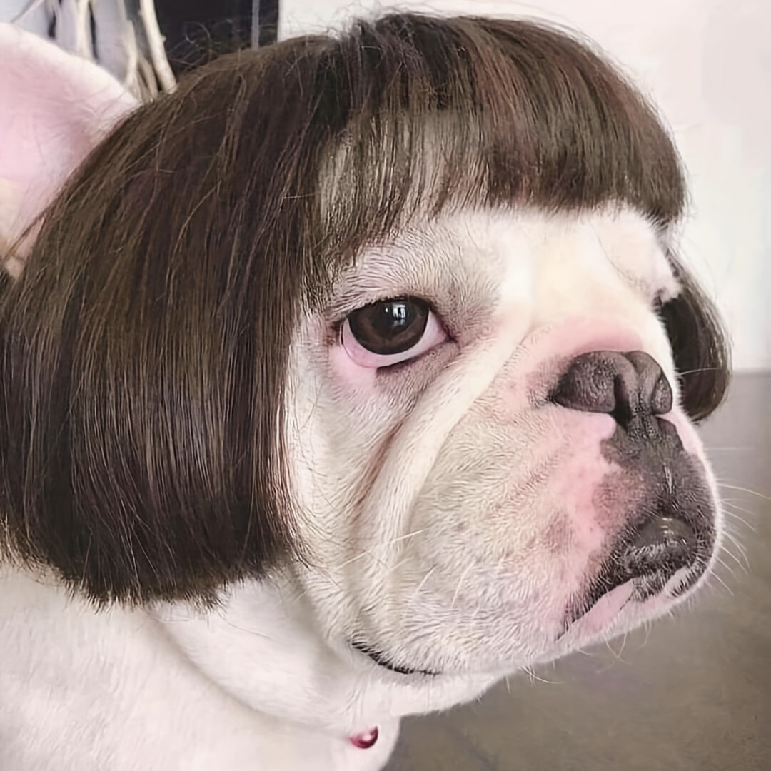 Pet Wigs Cosplay Props Dog Cat Cross Dressing Hair Set