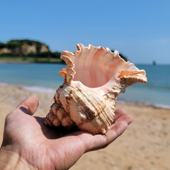 Natural Large Conch Shell for Aquarium Decor