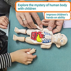 3D Puzzle Human Anatomy DIY Assembled Toy