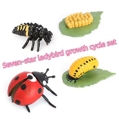 Insect Growth Stages Figurine Ladybug Butterfly Tadpole Frog PVC