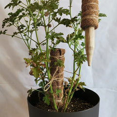 Climbing Totem Pole Plant Support Stake with Sphagnum Moss