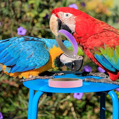 5pcs Parrot Toys Bird Toys Parrots Colored Bite Paper Rings