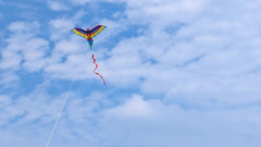 3D Parrot Kite Outdoor Activity Flying Toy