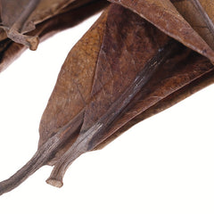 20Pcs Catappa Leaves Almond Tree Aquarium Clean Tool Terminalia Leaf