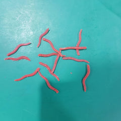50pcs 3-in Red Earthworm Artificial Soft Fishing Baits for Bass Trout Tackle