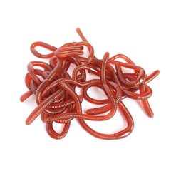 Halloween TPR Soft Rubber Insect And Mollusk Prank Realistic Worm Model Set