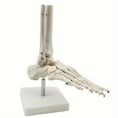 Anatomical Foot And Ankle Model With Shank Bone