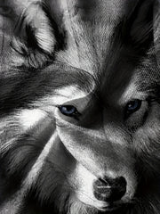 Breathable Wolf Graphic T Shirt For Boys - Summer Outdoor Wear