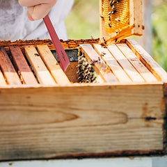 Beehive Scraper Beekeeping Tool - Trimming Hives Home
