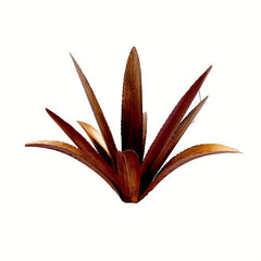 Iron Dragon Tongue Orchid Flower Plant Outdoor Garden Decoration