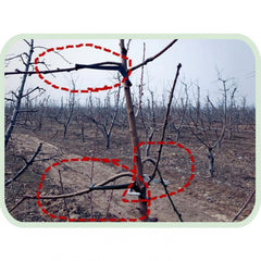 10pcs Garden Fruit Tree Branch Puller Branch Shaper
