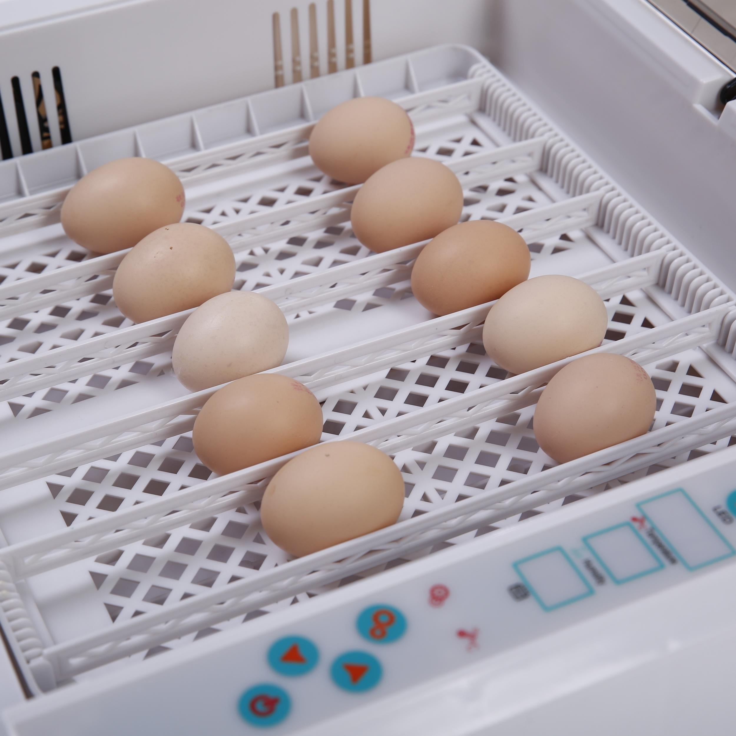 Small Bird Egg Incubator Auto Temperature Control