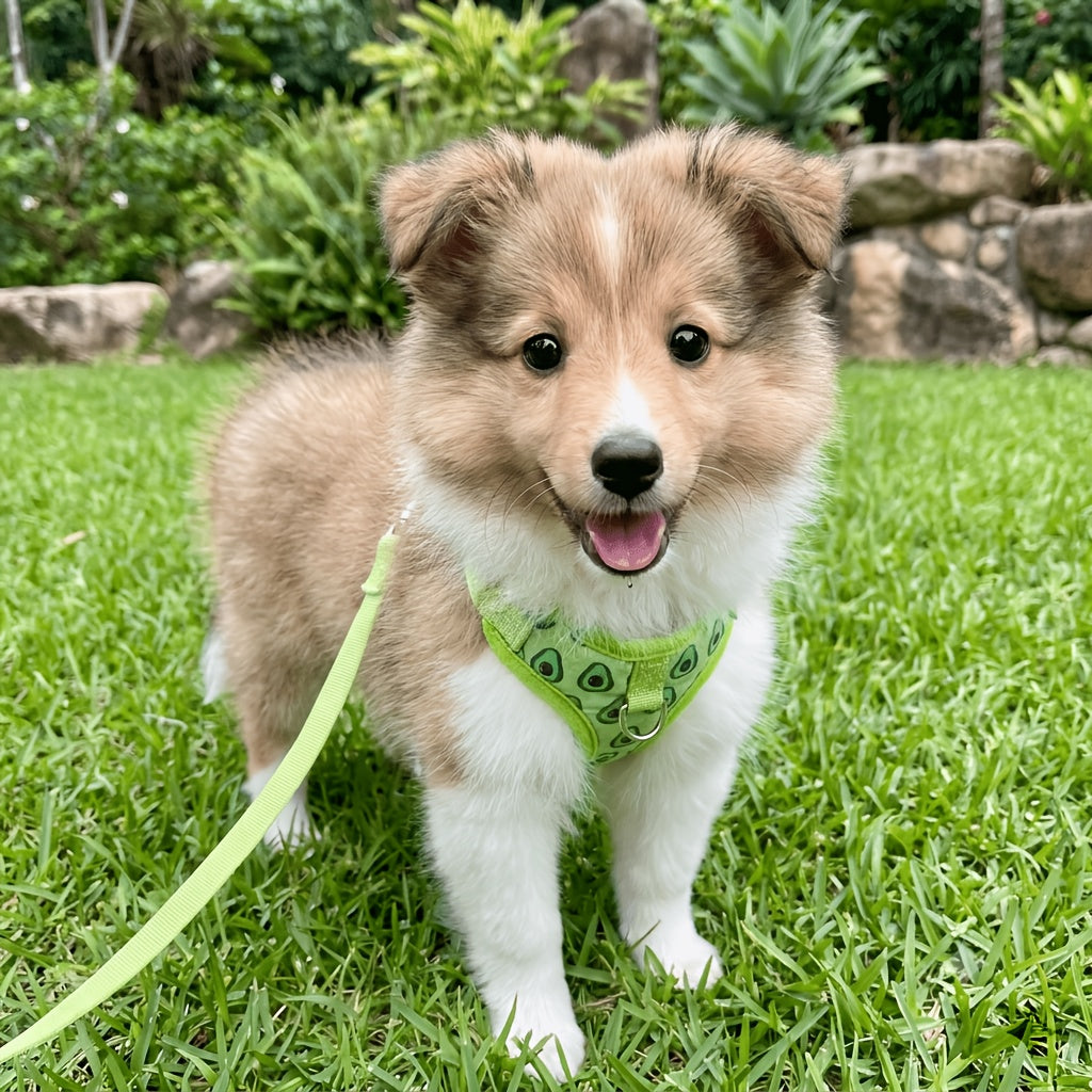 img_5537580