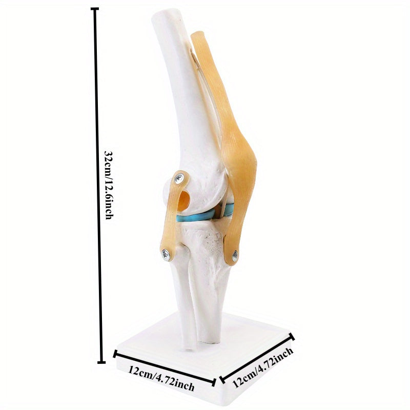 Articulated Human Knee Joint Model for Anatomy Study