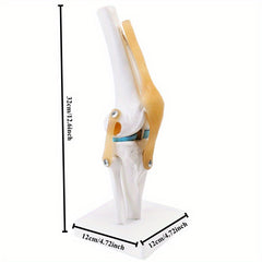 Articulated Human Knee Joint Model for Anatomy Study