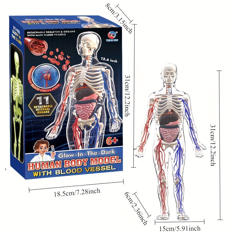 28pcs Human Body Organs Blood Vessels Skeleton Puzzle Model