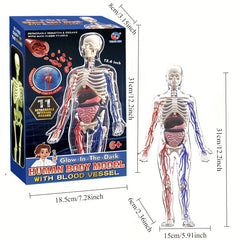 28pcs Human Body Organs Blood Vessels Skeleton Puzzle Model