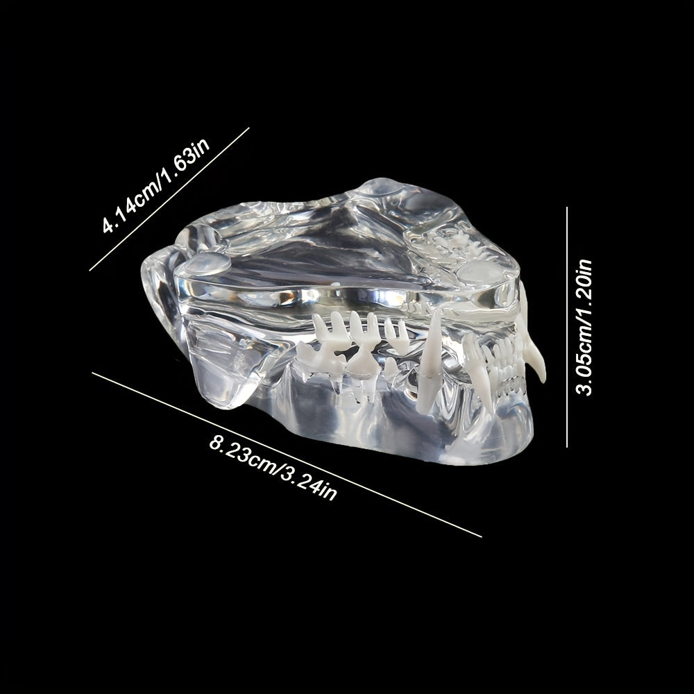 Transparent Dog Cat Teeth Anatomical Model Resin Oral Tooth Jaw
