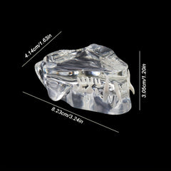 Transparent Dog Cat Teeth Anatomical Model Resin Oral Tooth Jaw