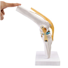 Articulated Human Knee Joint Model for Anatomy Study