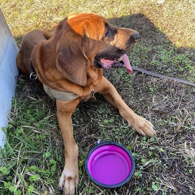 Portable Dog Bowl for Outdoor Travel - Small Pet Feeding Dish