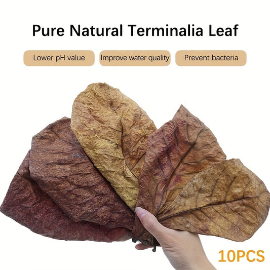 10pcs Terminalia Catappa Leaves for Aquarium Fish Tank Water Conditioner