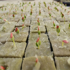 50pcs Grow Cubes Hydroponics Plant Propagation Nutrient Blocks 25x25x25mm