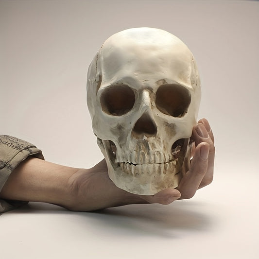 1pc Resin Skull Model Collectible Halloween Ornaments Skull Head