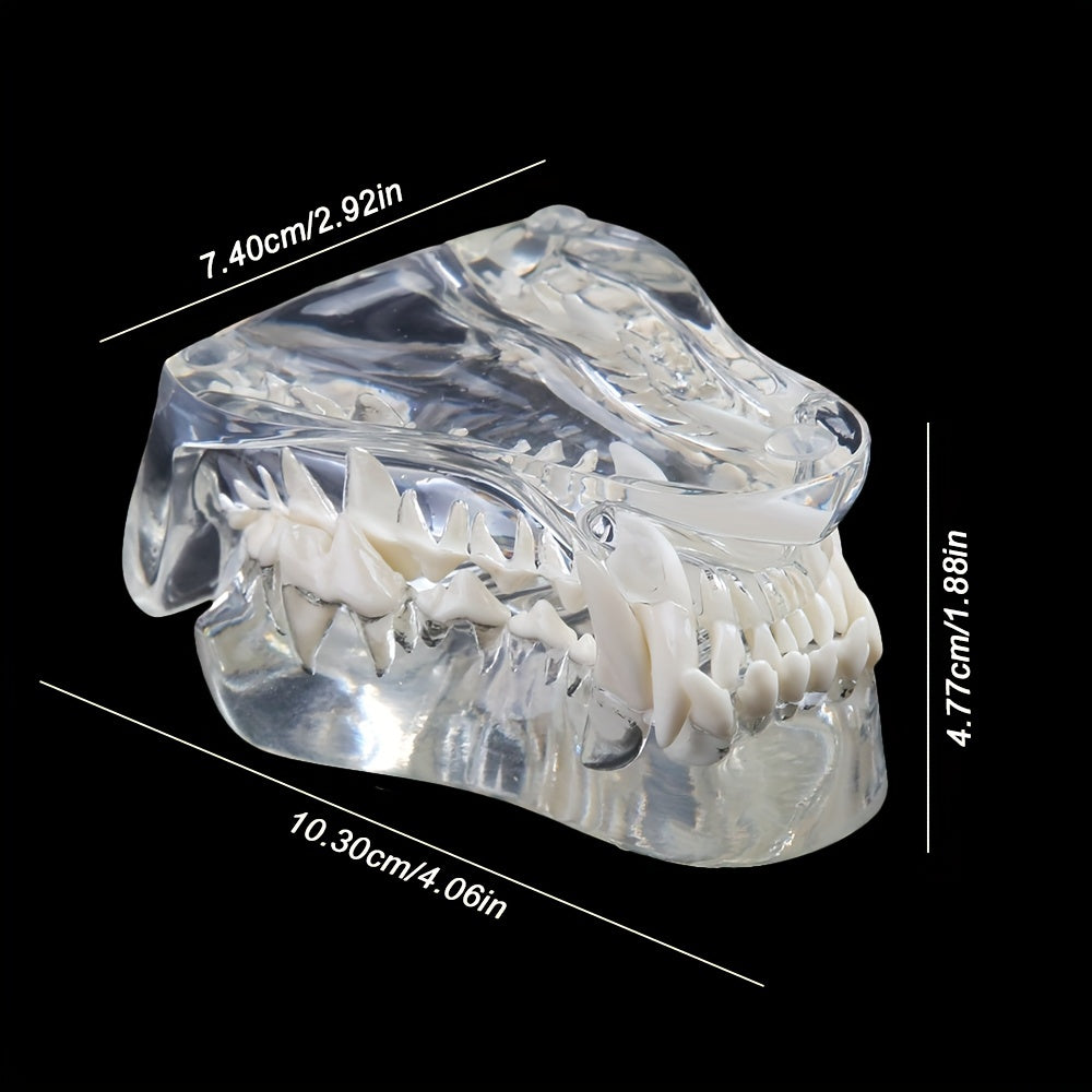 Transparent Dog Cat Teeth Anatomical Model Resin Oral Tooth Jaw